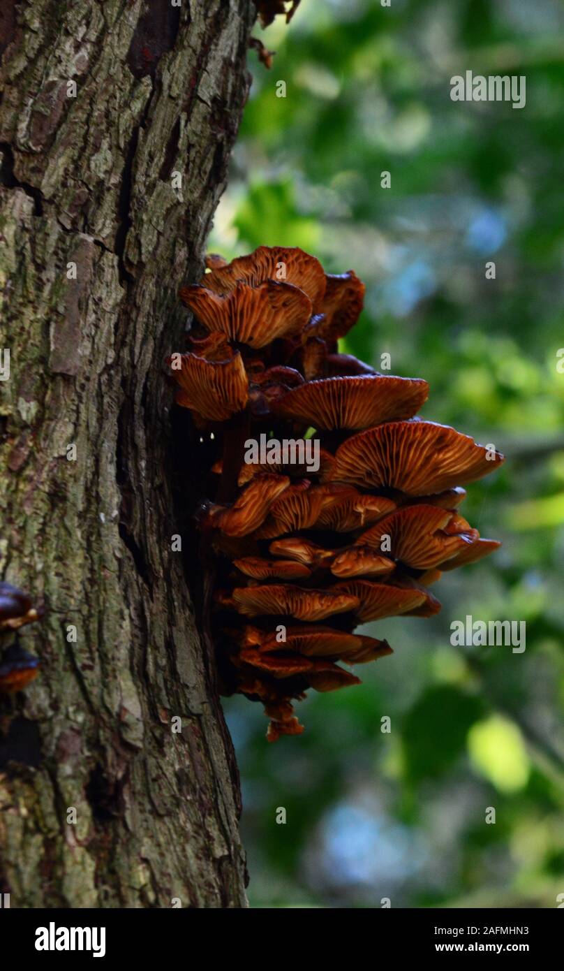 Samt Shank Pilzpilz auf Baumstamm Stockfoto