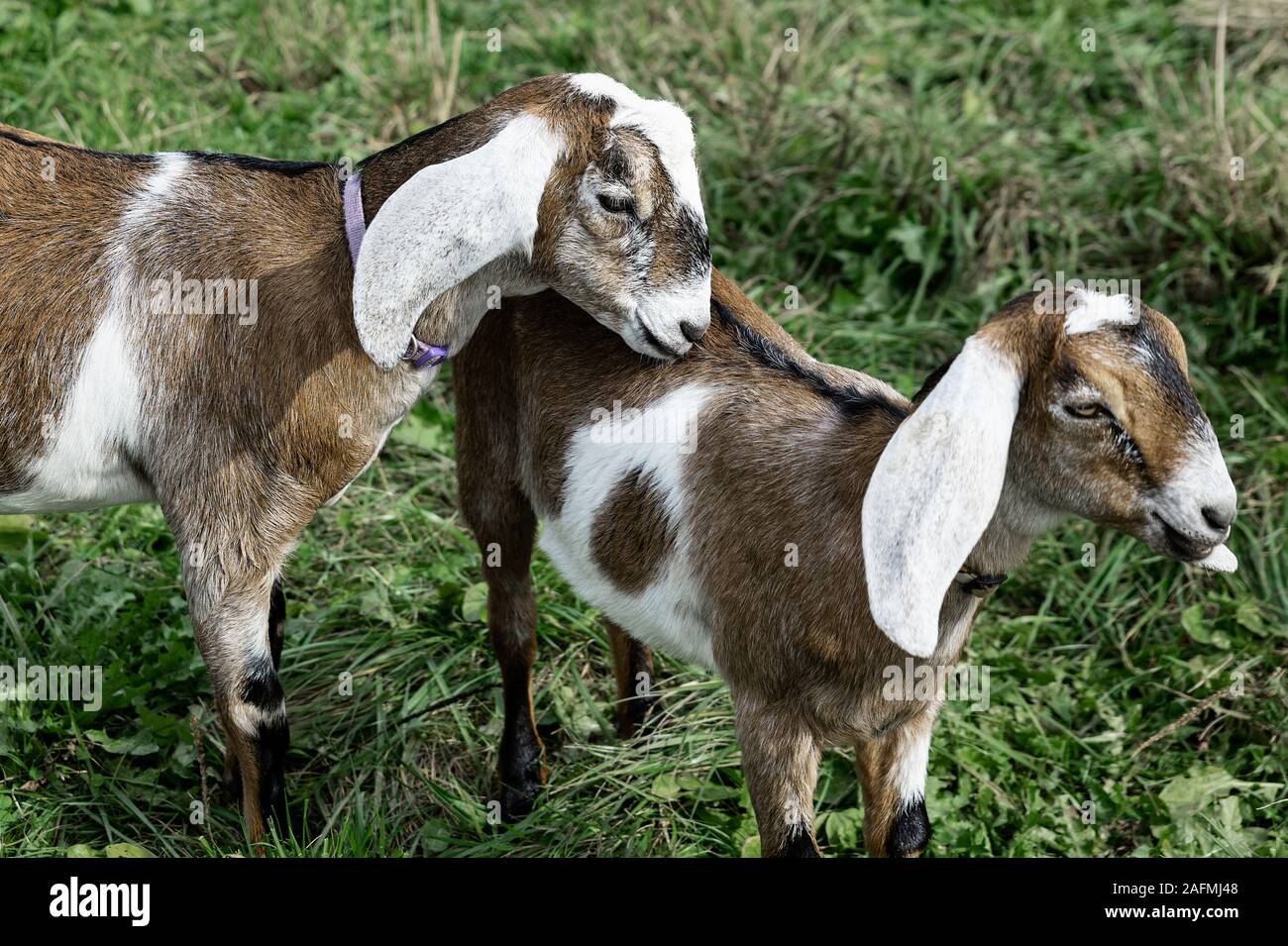 Herzlichen Ziegen. Stockfoto