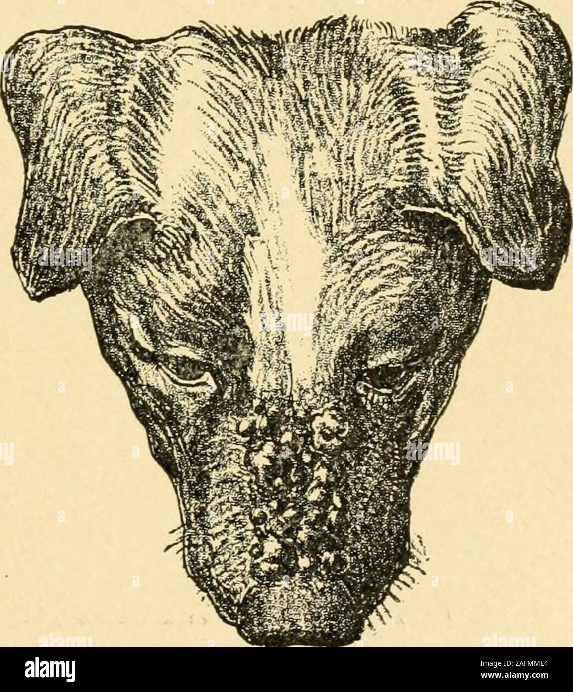 Krankheiten des Hundes und ihre Behandlung. follikulitis oder  perifolliculitis, und der Hund ist als arather Grab betrachtet, wie die  verschiedenen Follikel in den Hund werden von einem gemeinsamen follikuläre  Kanal freciuentlyconnected,