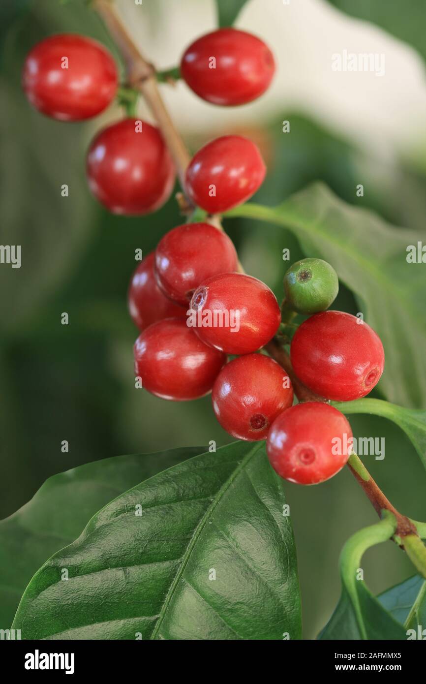 Reife Kaffeekirschen Stockfoto