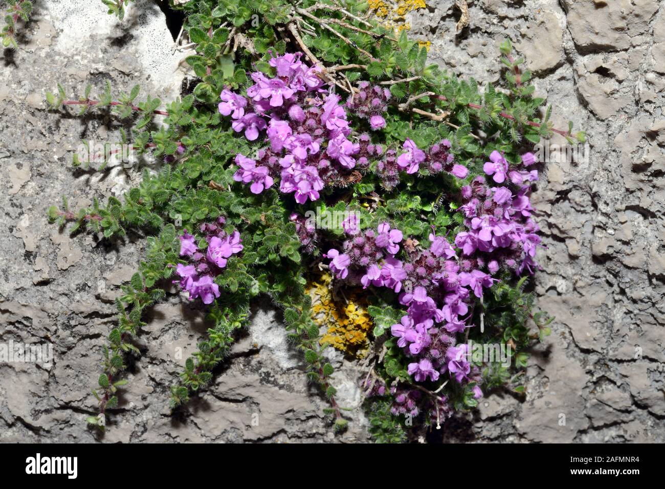 Thymus polytrichus (Wilder Thymian) ist in Europa weit verbreitet und häufig, wo es in Trockenrasen, Heide und Dünen Auftritt verteilt. Stockfoto