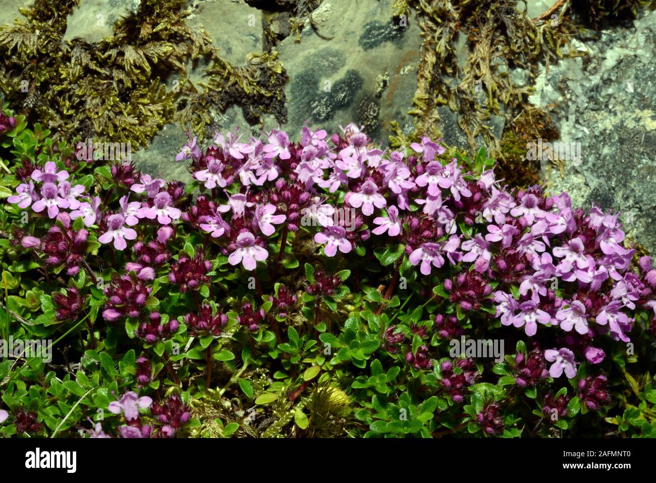 Thymus serpyllum (Wilder Thymian) ist in den meisten Teilen von Europa und Nordafrika wachsende auf sandigen Heiden, Felsen, Straßenränder und Riverside. Stockfoto