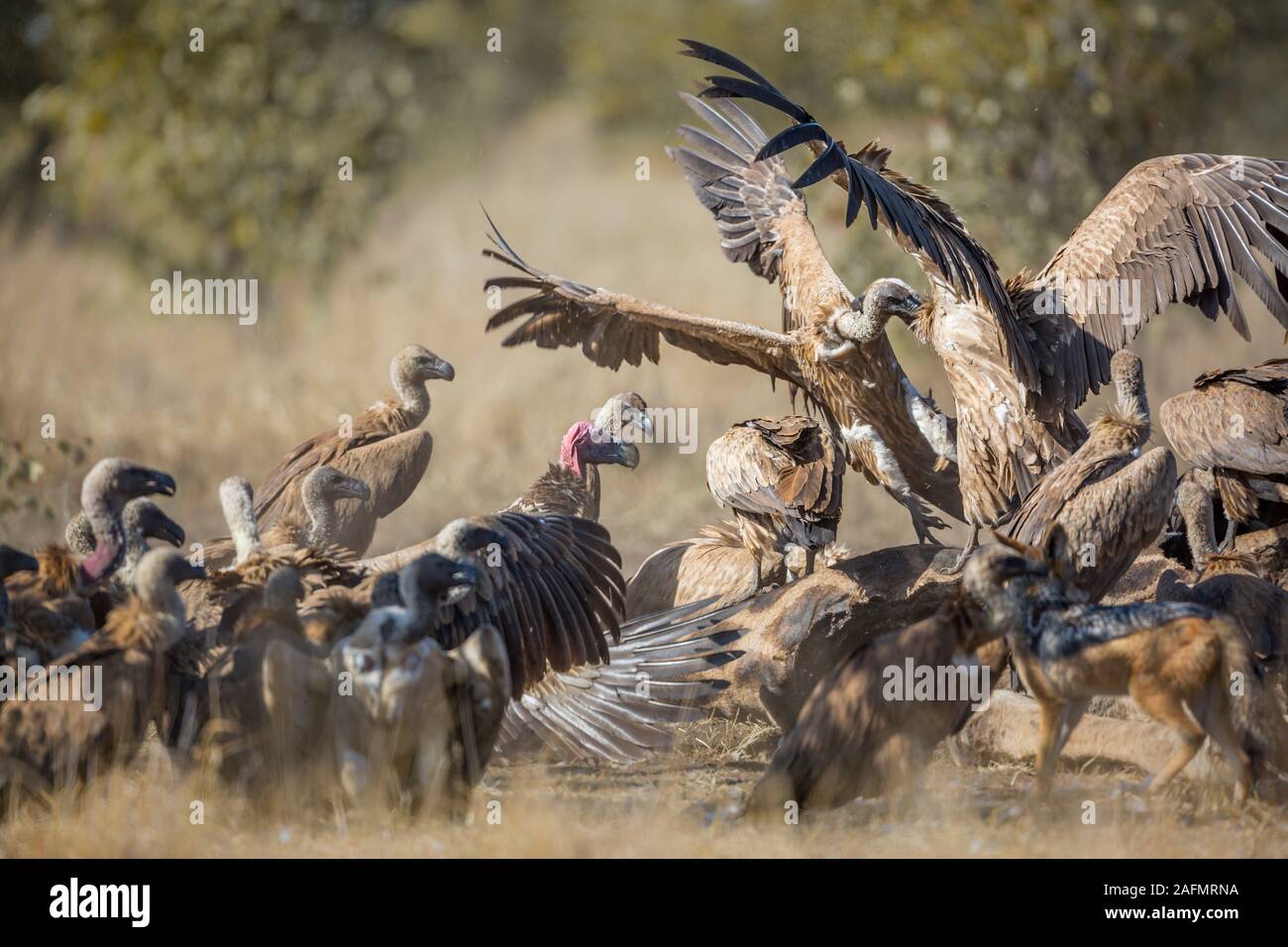 Gruppe von Weißen gesichert Geier kämpfen auf giraffe Leichnam in den Krüger National Park, Südafrika; Specie Tylose in africanus Familie Accipitridae Stockfoto