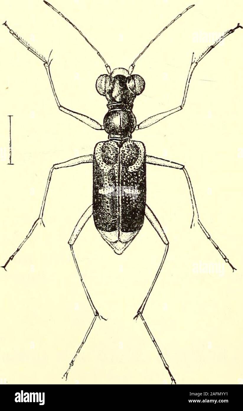 . Coleoptera Allgemeine Einführung und Cicindelidae und Paussidae