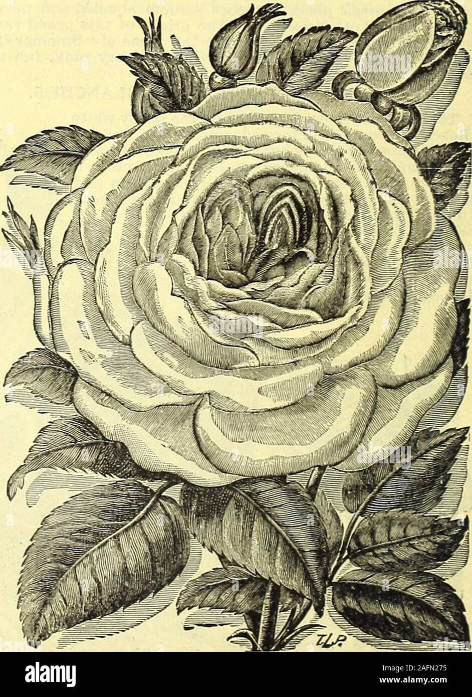 . Handbuch alles für den Garten: 1894. isite Kaffee Eose, mit verylarge Blumen, voll und schön geformten; blassrosa, mit feinen Schwefel gelb schattiert. Frau James Wilson. Ein grand Eose, vor allem finefor Bettwäsche; tiefe Cremefarben, der Rand der petalstouched mit weichen erröten. Madame Joseph Schwartz. Eine schöne Eose, extralarge, kugelförmigen Blüten, zart parfümiert und sehr voll; reine Wh^e, elegant getönt und schattigen mit hellen yellowand Rose. Mad. Pierre Guillot. Ein charmantes Kaffee Eose, uniquein seiner brillanten Kombination von Farben. Es ist frei, bloom-ing und der kräftige Gewohnheit, ebenso Valu Stockfoto
