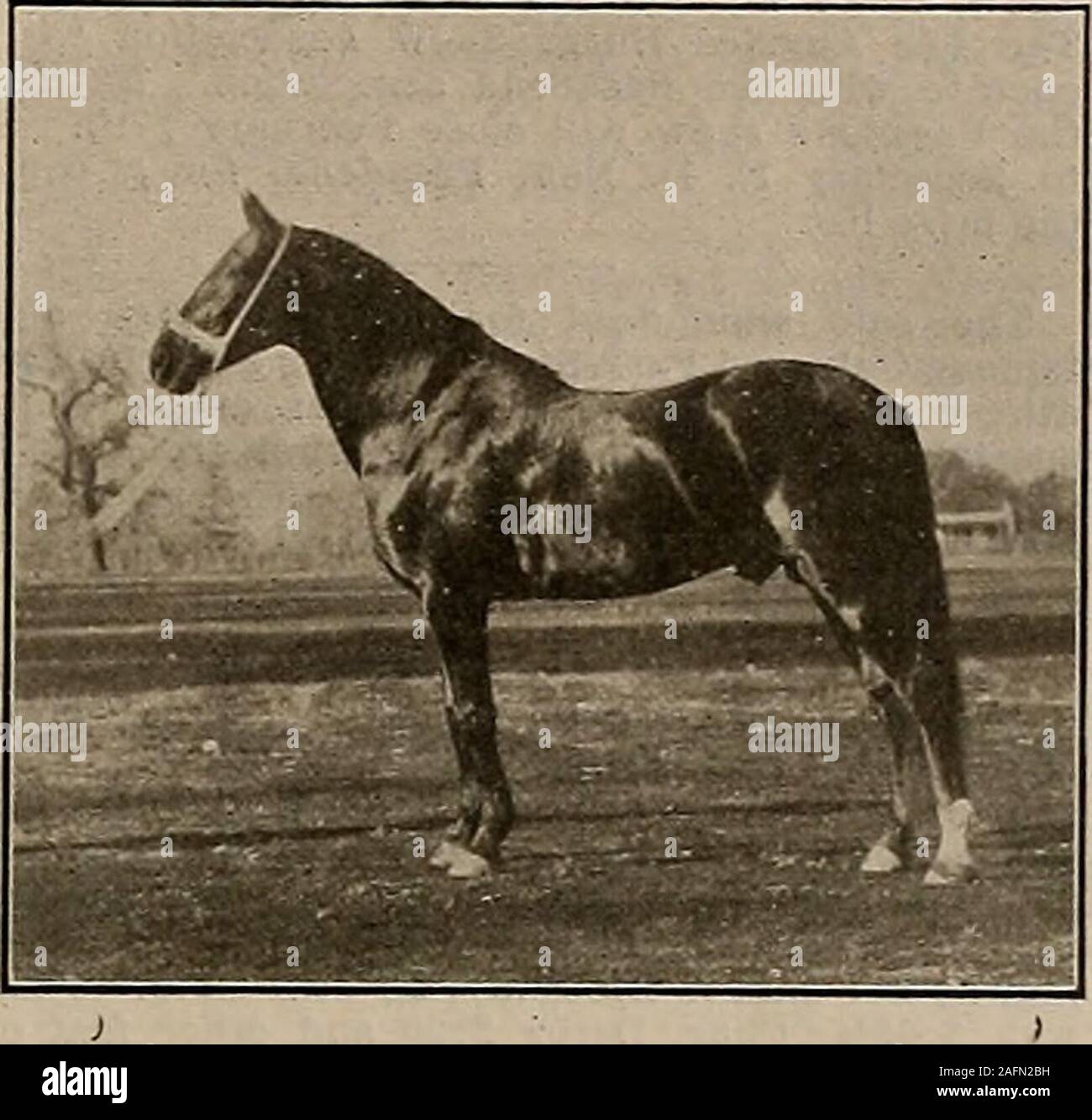 . Züchter und Sportler. nd schicken ihre besten Stuten, ihn zu matedwith werden. Bei TjKiah, Mendocino County, Lewis Charlton hassuch ein Pferd und hat ihn in der Bolzen Hierfür platziert die Saison von 1907. Dieses Pferd ist Dumont S. 2:20, dessen Bild hiermit gegeben ist. Dumont S. gehört zu einer sehr berühmten Familie, sein eigener Bruder des berühmten mare SonomaGirl, deren Matinee Rekord von 2:07 Trab attractedworld - breite Aufmerksamkeit. Er war von dieser Bemerkung - in der Lage, Pferd, Lynwood W" der Vater von Charley Belden 2:08%, größten Sieger auf der großen WesternCircuit von 1906. Lynwood W. war selbst ein horseof Ve Stockfoto