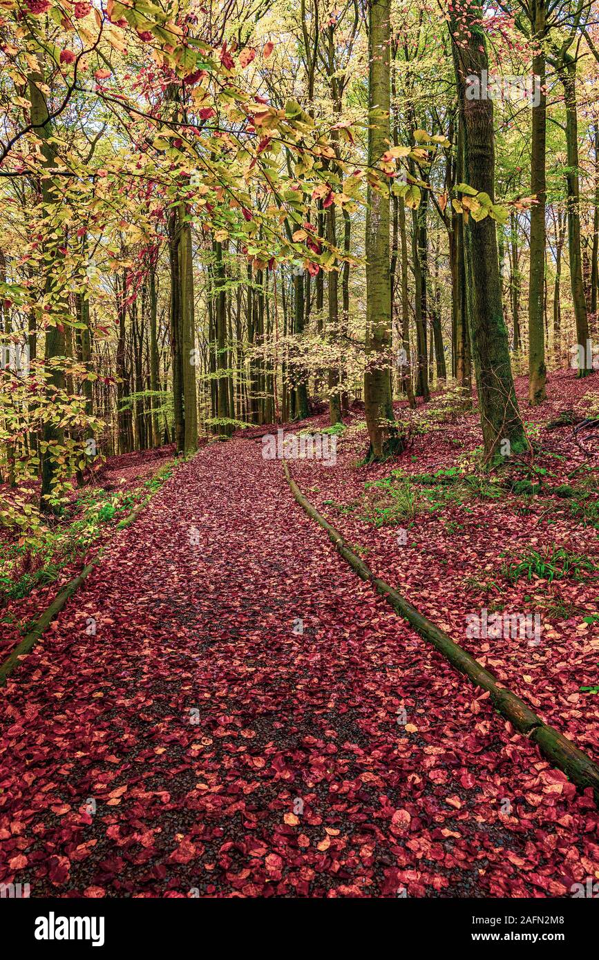 Natürliche Wald im Herbst, Nationalpark Eifel. Stockfoto
