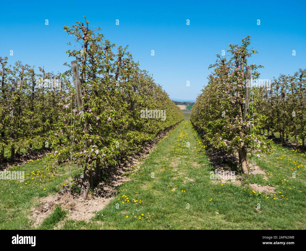 Apple Plantage in voller Blüte in der Nähe von Scharten, Österreich - Reihen von kleinen Apfelbäumen Stockfoto