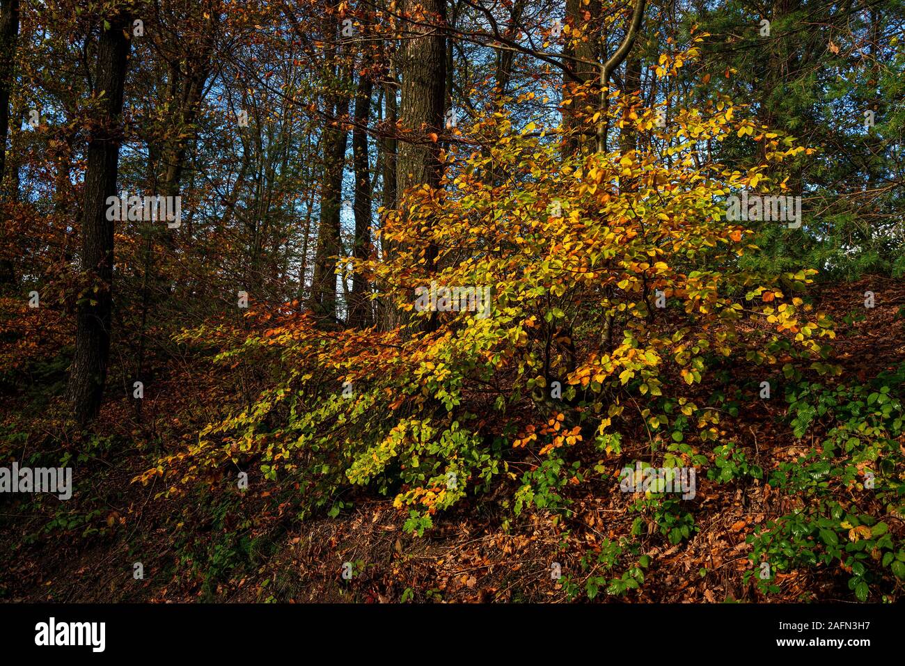 Natürliche Wald im Herbst, Nationalpark Eifel. Stockfoto