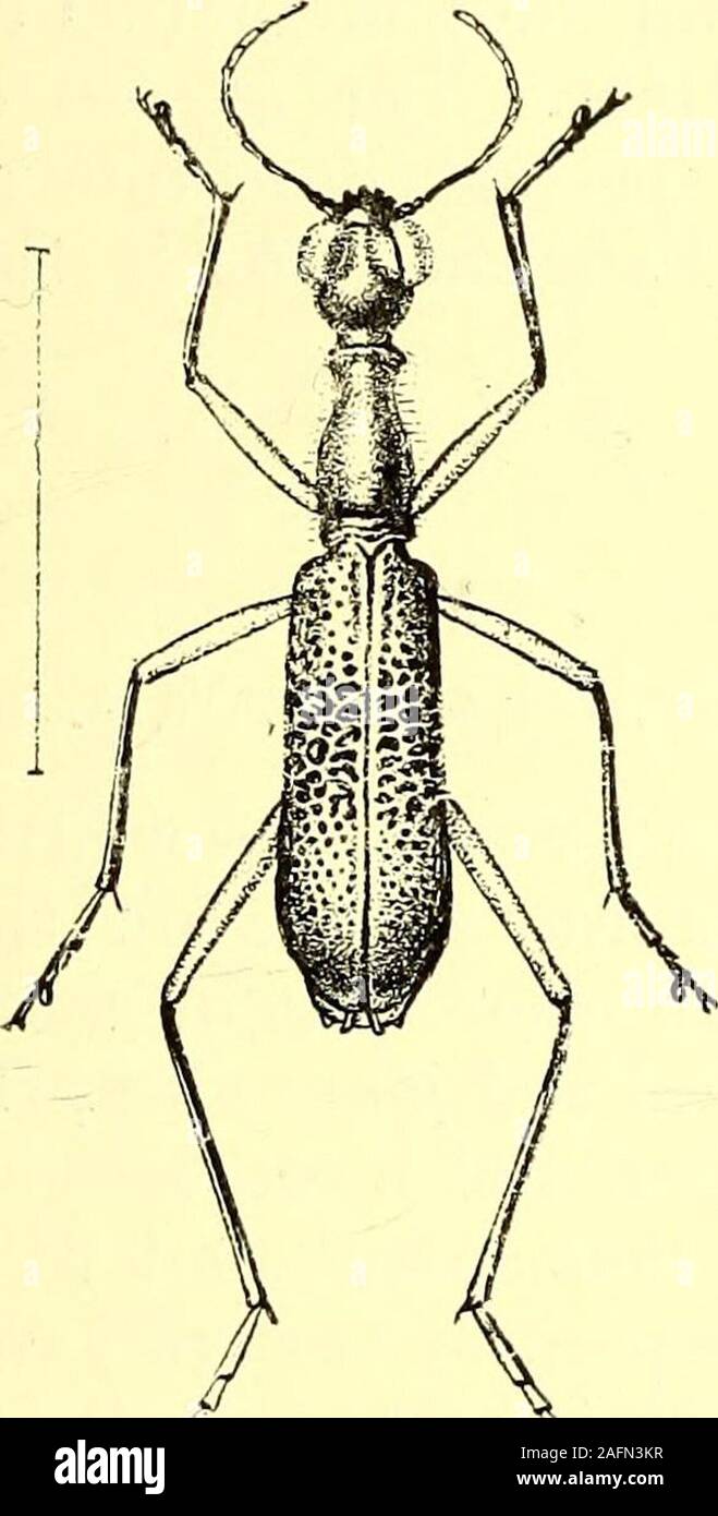 . Coleoptera: Allgemeine Einführung und Cicindelidae und Paussidae. ightly erweitert an den Seiten (in dieser Hinsicht Lager viel Die relationto JS. fece, dass A7, insignis Bären zu N. saphyrina), mit den Geweiteten portiongently an den Seiten und con gerundet - in eine kurze, collnm almostsmooth, Unterseite mit sehr Linie punc- begrenzte; lessobsolete Flügeldecken mit den Schultern wellmarked und eckig, mit sehr strongplicae im Zentrum, besetzen die centralthird, Satzzeichen zur Basis hin und apexvery spärlich, und manchmal mehr oder; metasternum episterna der Dis-tinctly Durchgestochen über die meisten theirsurf Stockfoto