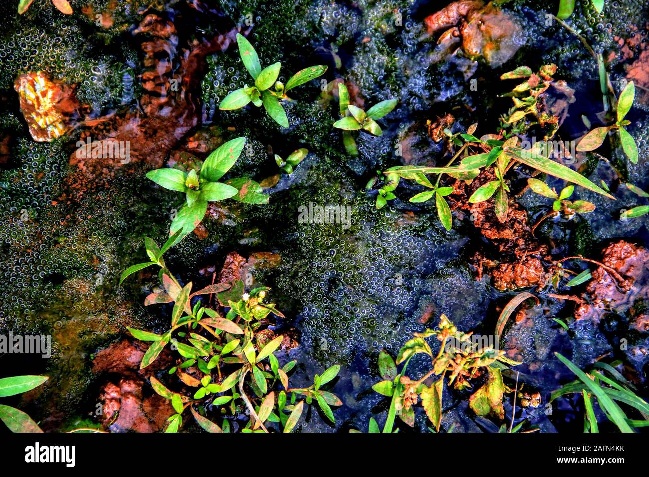 Algen sind eine heterogene Gruppe von allen photosynthetischen Organismen, die nicht Pflanzen sind. Pocharam See, Nizamabad, Indien. Stockfoto