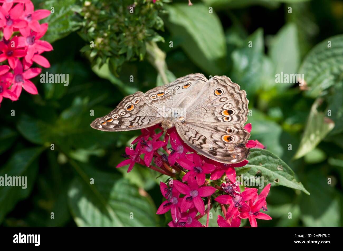 St. Paul, Minnesota. Como park Butterfly Garden. Weiß Tagpfauenauge; "anartia jatrophae;". Stockfoto