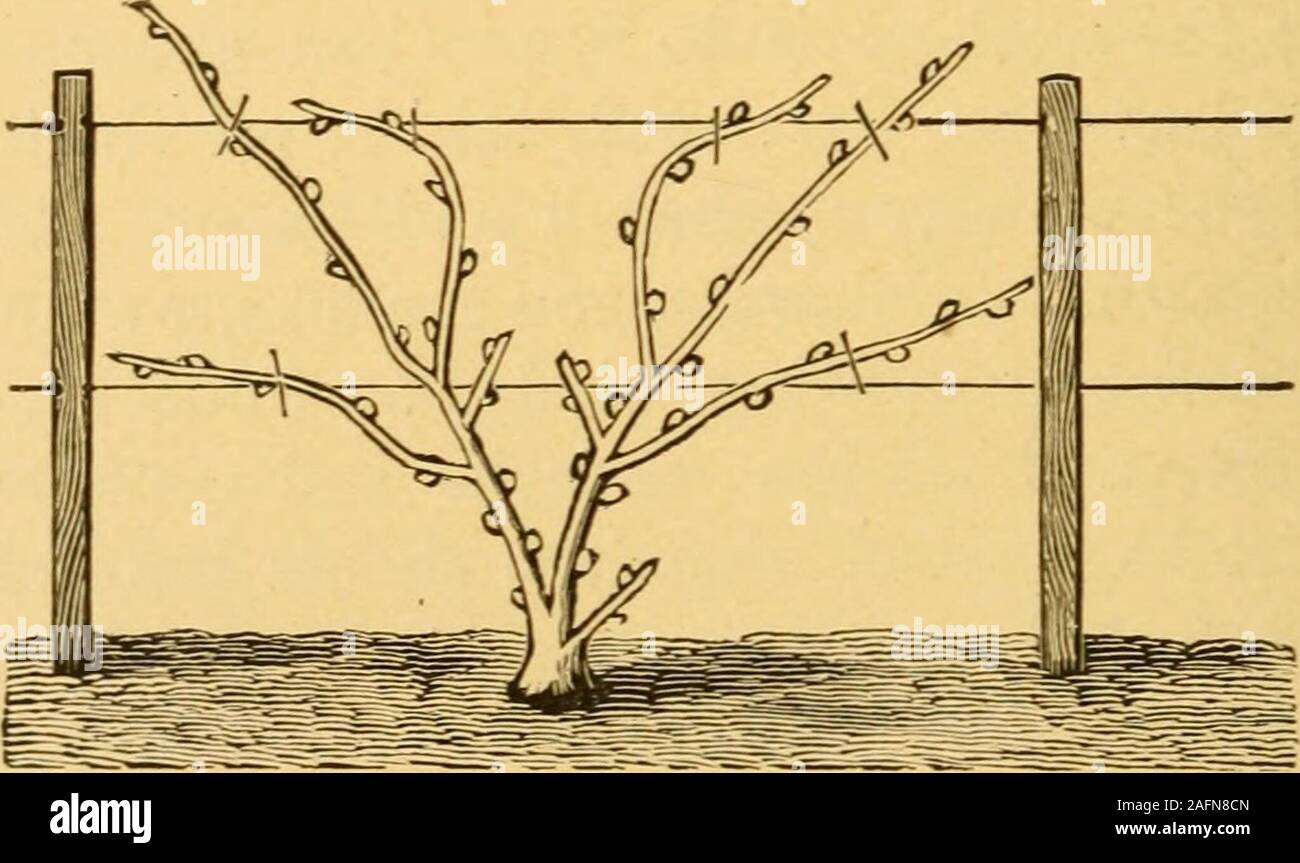. Amerikanische Weinanbau und Weinbereitung. Abb. 17.- Die Rebe AM ENDE DER ZWEITEN STAFFEL. Abbildung 18 gibt die yine, geschnitten und gebunden, am Ende der zweiten Staffel. Abbildung 19 stellt die mannerof Training und binden die Catawba und Delaware oder otherslow wachsenden Arten. Die oben genannte Methode der Ausbildung ist eine Kombination aus thesingle Zuckerrohr und Fan-training system, das ich versuchte firston der Concord von schiere Notwendigkeit, wenn die resultspleased mich so sehr, dass ich da mit allen angenommen. Abb. 18.- DIE REBEN GESCHNITTEN UND GEBUNDEN. Die stark wachsenden Sorten. Die Umstände whichled mich zum Tri Stockfoto