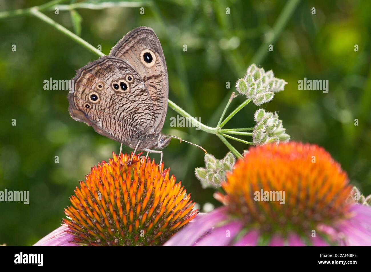 Leavenworth, Kansas. Common Wood Nymph Schmetterling, "Cercyonis pegala' auch als Holz - Nymphe, Äsche, Blauäugige Äsche und die Goggle Auge bekannt. Stockfoto