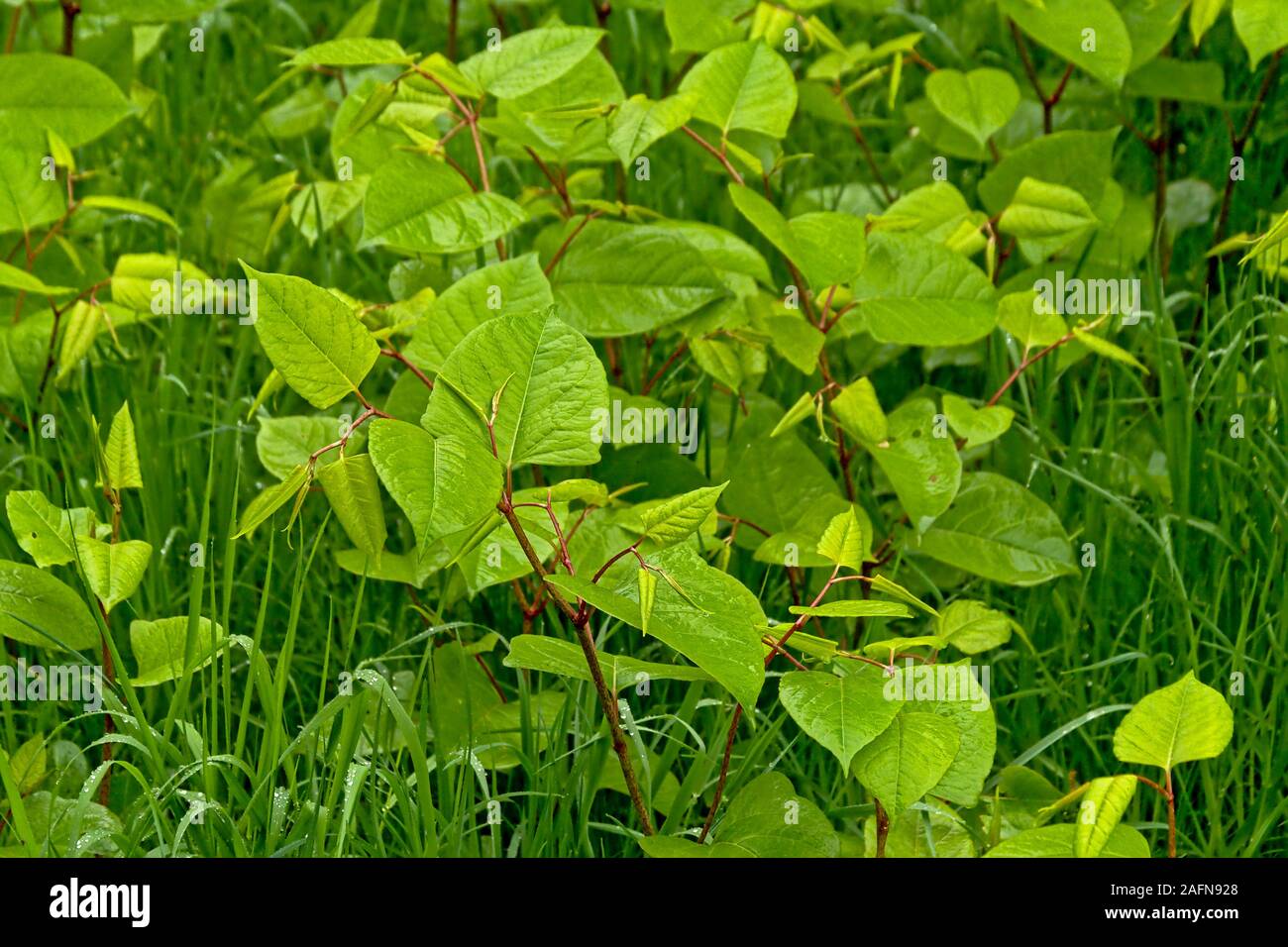 Junge japanische Knöterich Pflanzen, ein schlecht invasive Arten in den Garten. selektive Fokus Stockfoto