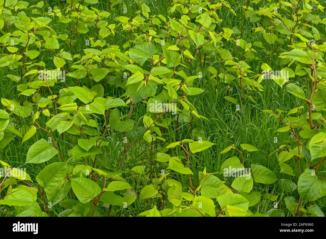 Junge japanische Knöterich Pflanzen, ein schlecht invasive Arten in den Garten. selektive Fokus Stockfoto