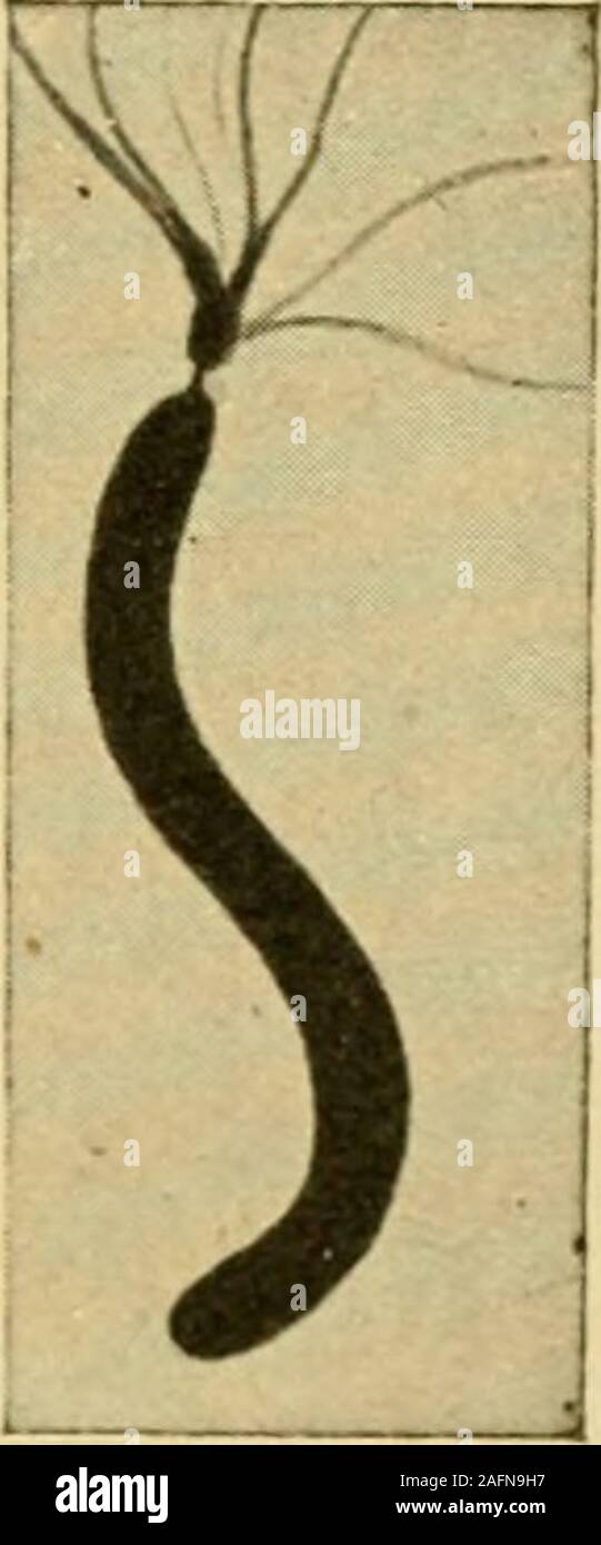 . Angewandte Bakteriologie für Krankenschwestern. Abb. 4.-Flagellen: Proteus vulgaris und großen spirillum, andie Gruppe von Schwefelbakterien (Zettnow). ploying suital:) Le Methoden die motilen Bakterien sind seento haben wenig Haar - wie Anhängsel, so genannte Flagellen (Singular flagellum), die als Schwimmen Arme. Einige Bakterien haben, aber eine einzige Flagellum, andere einen kleinen Büschel an einem oder beiden Enden, während noch andere haveflagella auf allen Seiten. Der Typhus]) acillus ist ein gutes Beispiel eines frei beweglichen Imcterium; es hat Flagellen auf allen Seiten. Es ist gut, daß nicht alle Bakterien producedisease zu erinnern. In der Tat, tho Stockfoto