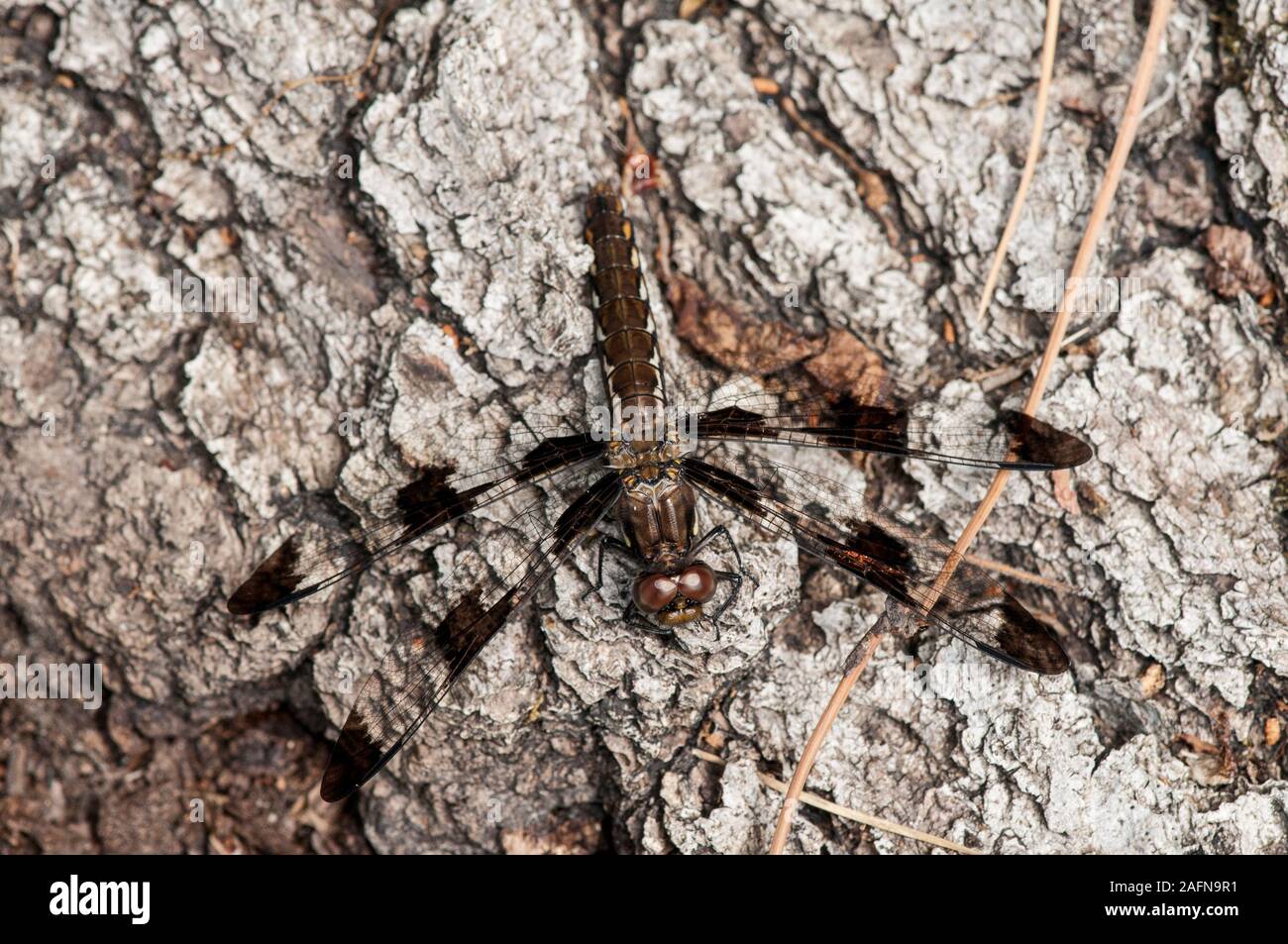 Vadnais Heights, Minnesota. John H. Allison Wald. Weibliche gemeinsame Whitetail Libelle, "libellula Lydia' sitzen auf einem Baum. Stockfoto