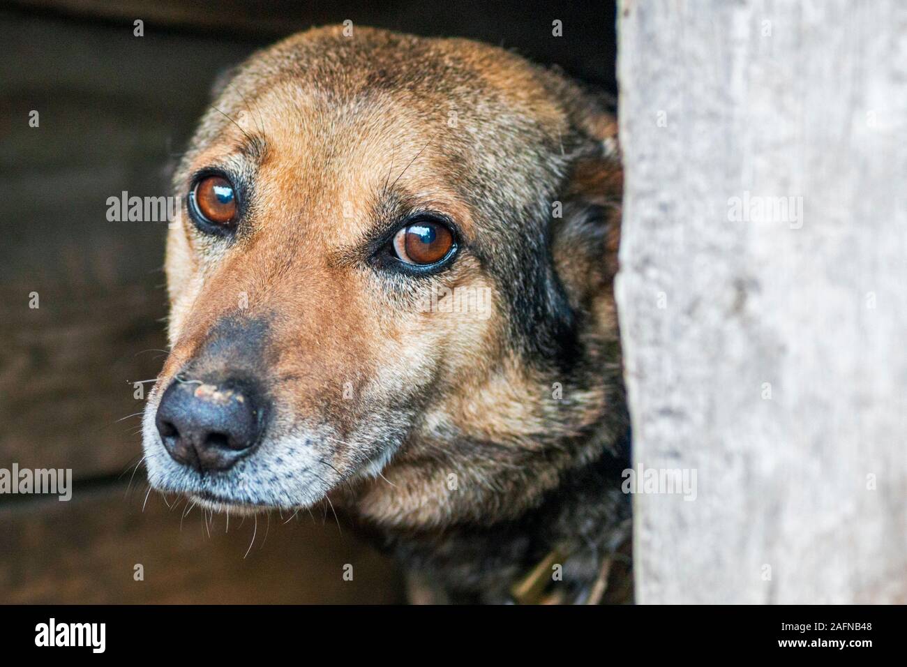 Obdachlose aufgegeben Inukai ​​With sehr traurig smart Augen. Die obdachlosen Hund schaut mit großen traurigen Augen mit der Hoffnung, ein Haus und ein Host. Stockfoto