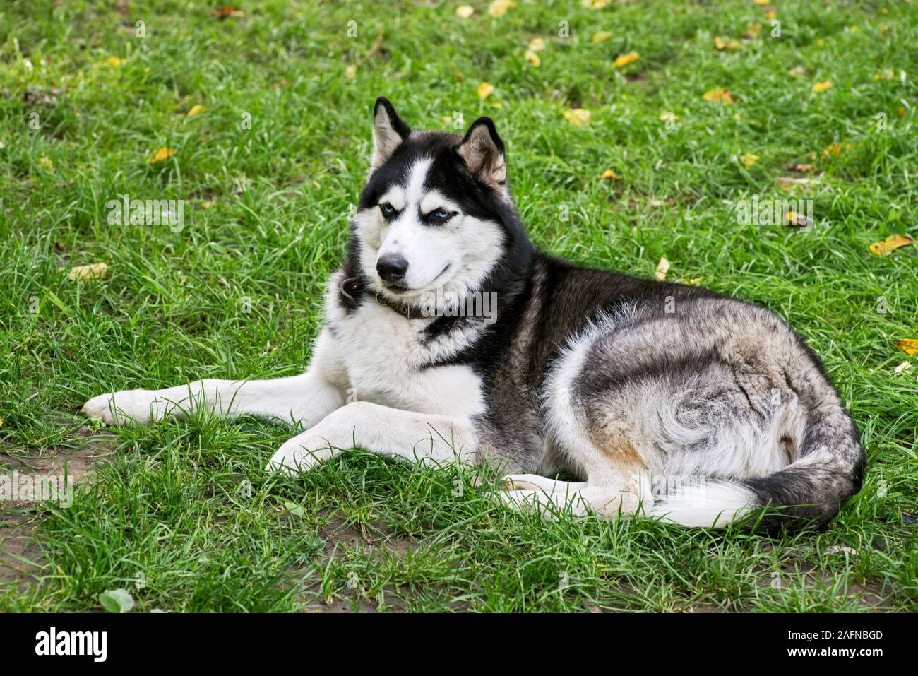 Husky Hund liegend auf dem Gras. Blue-eyed reinrassigen Husky. Haus Hund. Spaziergang mit einem Haustier. Stockfoto