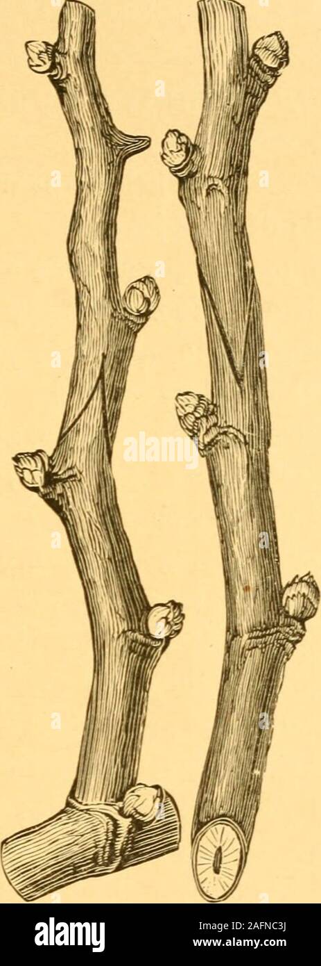 . Amerikanische Weinanbau und Weinbereitung. Das macht Apple Transplantationen; und whilewe haben wenig oder gar keine Erfahrung in diesem Land, auf der merkwürdige zu base-ipations, die Methode oftrial würdig ist, und wird in Abbildung 5 dargestellt. Aber nicht W^eary fadenverteilung Details, die ich hier mein Glauben, Stärke - ened durch jede weitere Bemerkung bekräftigen, und durch jedes zusätzliche experienceof im vergangenen Jahr, damit, wie theworking der Kut-Laus ist theprimal Ursache des Ausfalls einiger ofour erlesensten Sorten der Rebe, also in vernünftige veredeln die verfügbaren Mittel ofcounteracting wehave, seiner Arbeit und der thusgrowing Erfolg Stockfoto