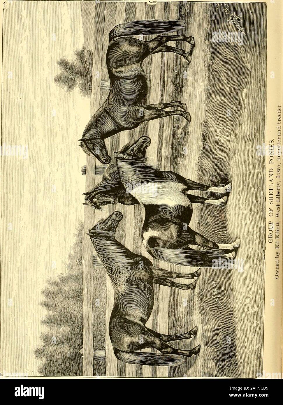 . Amerikanische Pferde und Pferdezucht: Eine komplette Geschichte des Pferdes aus den entlegensten Zeit in seiner Geschichte. Der Reiter Enzyklopädie und standard Behörde auf Pferden, Rassen, Familien, Zucht, Ausbildung, beschlagen, und General Management. Die modernen und praktischen Pferd Arzt auf die Ursache, die Art, Symptomen und der Behandlung von Krankheiten aller Art. s Verwandte von ihr, dass wenn Ihr firstfoal hervorbrachte, die Sie erlauben würde niemand nearit zu kommen; aber eines Tages Charley (Ihre alte Telefonzentrale ^--^ streichen wenn Shewas in Budd Dobles stabil), besuchte Mode Farm. Die Zimmermädchen waren Charleyand Stockfoto