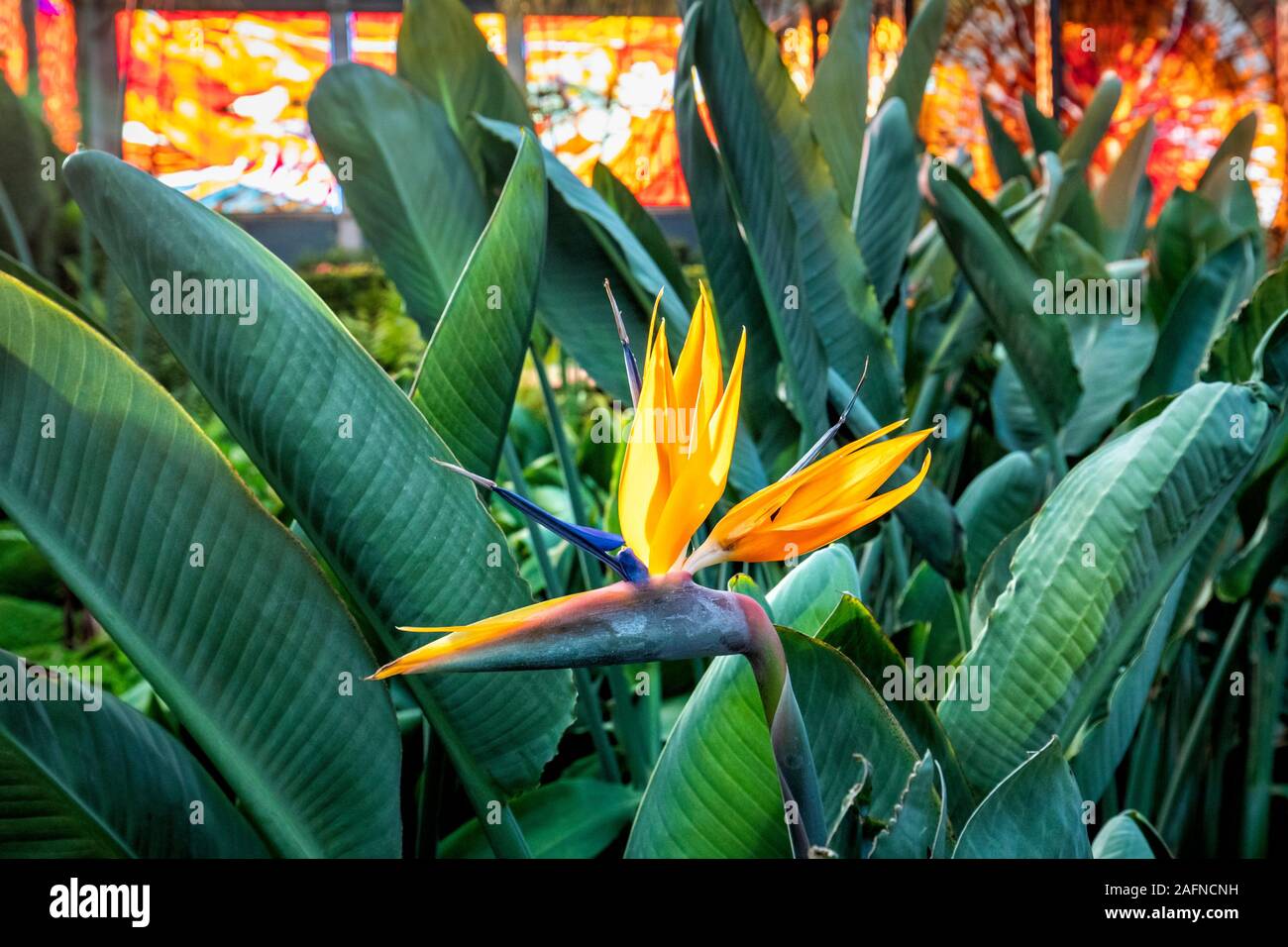 Bird of paradise Blumen in der Cosmovitral Botanischer Garten, Toluca, Mexiko. Stockfoto