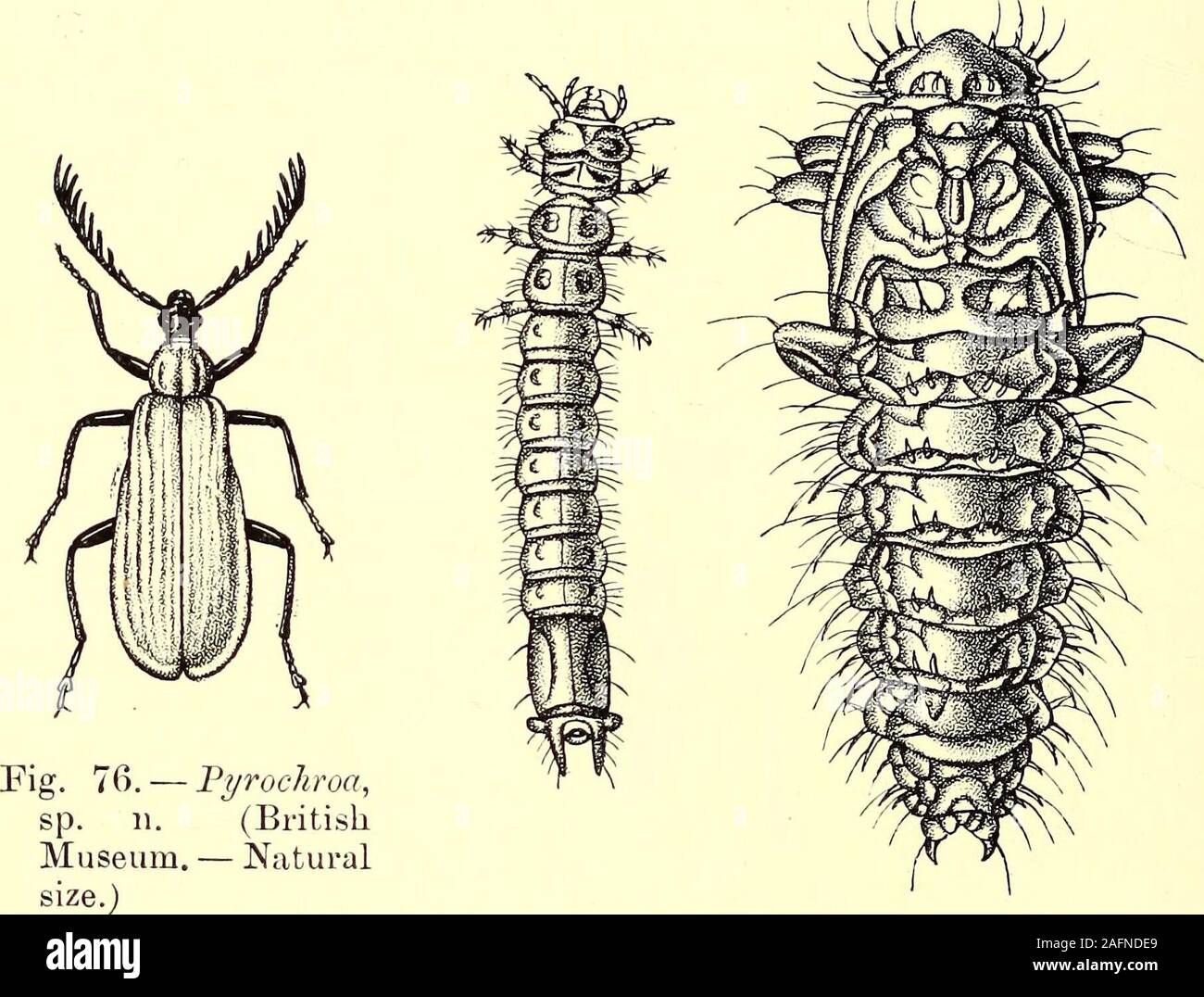 . Coleoptera Allgemeine Einführung und Cicindelidae und Paussidae. orm