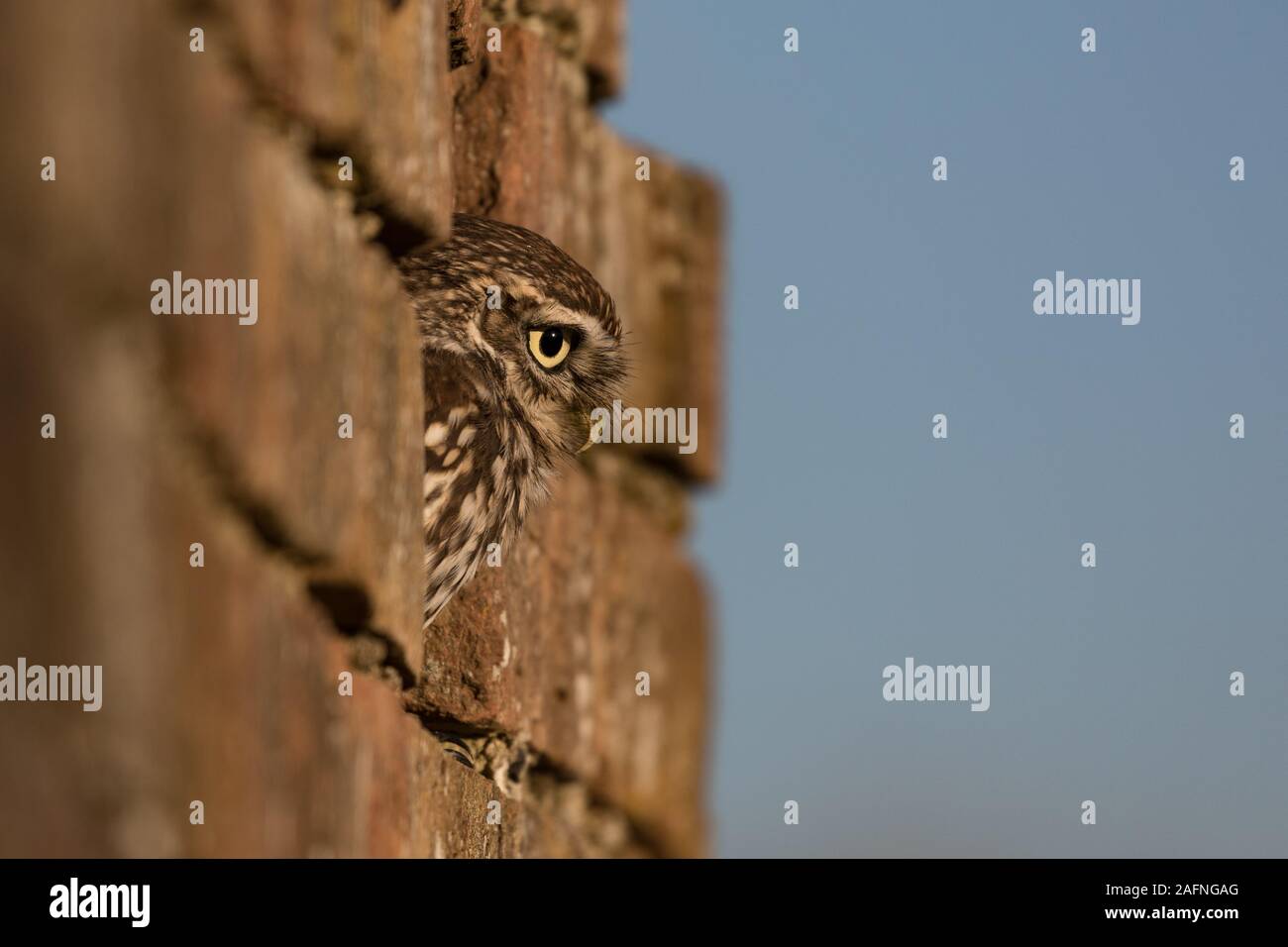 Kleine Eule, Netheridge Farm, Gloucester Stockfoto