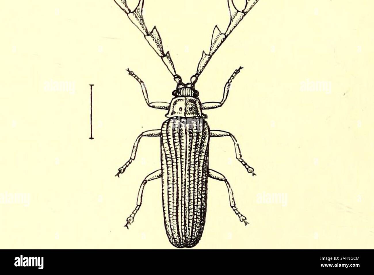 . Coleoptera: Allgemeine Einführung und Cicindelidae und Paussidae. Abb. 37. Macrolycus bowringi. weniger helle Licht; in. Abb. 58.- Alebrus cxpansicornis. Auf die Art der Leuchtkraft, aber sehr wenig knownabout ist es, es ist anscheinend durch die Oxidation von einigen fattysubstance gebildet im Körper abgesondert oder. In den meisten Fällen gibt es aber kaum einen Unterschied im Allgemeinen appearancebetween die weiblichen und die Larve, während die Männchen sind perfekte CAM TH ARIDEN JE. 137 Stockfoto