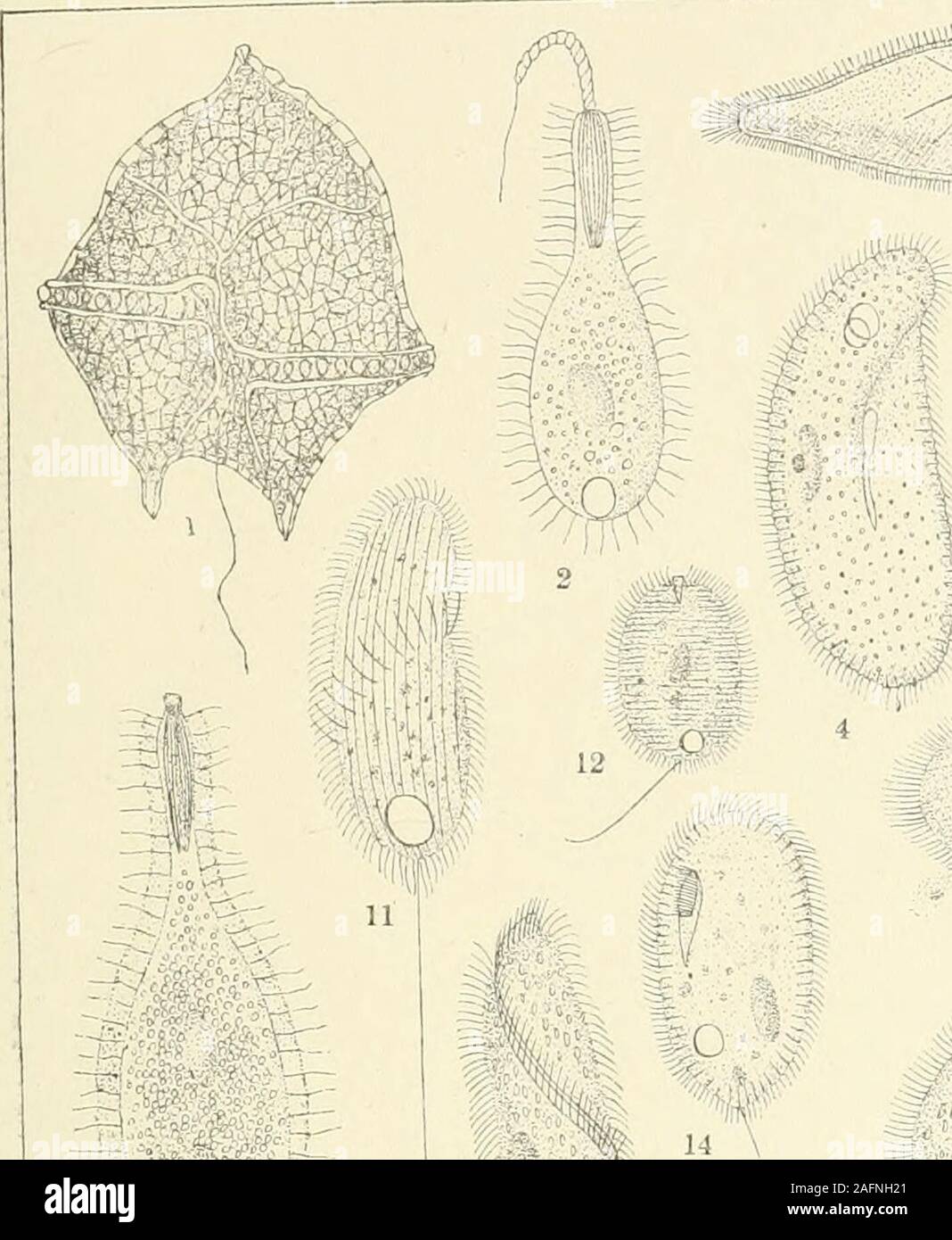 . Journal. Platte IV. Abb. 1. Protoperidinium liinbatum, S. 141. 2. Ileonema dispar, S. 145. 3. Paramsecium Aurelia, S. 147. 4. trichium, S. 147. 5. trichocyst, S. 149. 6. Prorodon limnetis, S. 149. 7. Dexiotricba plagia, S. 151. 8. Trachelopbyllum clavaturn, S. 154. 9. tachyblastum, S. 158. 10. vestitum, S. 155. 11. Dexiotricba centralis, S. 152. 12. Urotricba platystoma, S. 156. 13. Perispira strepbosoma, S. 156. 14. Colpoda depressa, S. 157. 15. Tillina helia, S. 158. 16. flavicans, S. 159. 17. Lagynus Lasius, S. 166. 18. Bithynia vertens, S. 164. 19. teres, S. 164. 20. Tillina campyla, s. Stockfoto