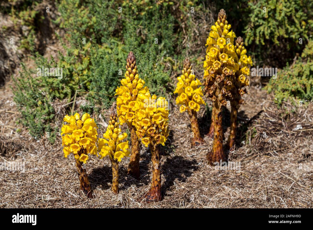 Cistanche, Cistanche phelypaea, parasitäre mehrjährig Wildflower, Quinta de Marim, Naturpark Ria Formosa, Algarve, Portugal Stockfoto