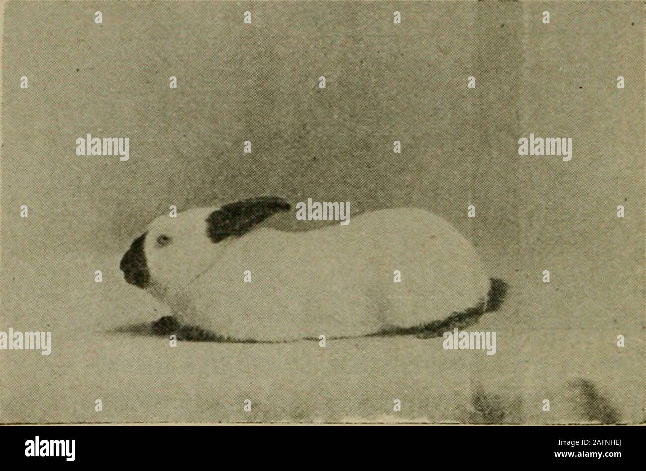 . Kaninchen und Dollar; das Buch, das prägte rabbitology ... e, von weißen Haaren, rostige Farbe oder weiß Zehennägel lehrt. Die Augen shouldmatch die Farbe des Körpers. Die hellen Farben des amerikanischen Blue areoften verwendet die Blue Fox zu imitieren. Seinen Ursprung kann auf die Flämische Riese zurückführen, sondern durch care-ful Zucht der Flämischen Typ hat ganz aus themand sind Sie heute eine der wertvollsten Kaninchen wir inAmerica gezüchtet worden. Die Himalaya Kaninchen eine unserer wertvollsten Fell Kaninchen besonders wenn upinto Fell Sets und verkauft für Hermelin Es ist ein kleines Kaninchen nicht sehr lang und sehr schlank in Bo Stockfoto
