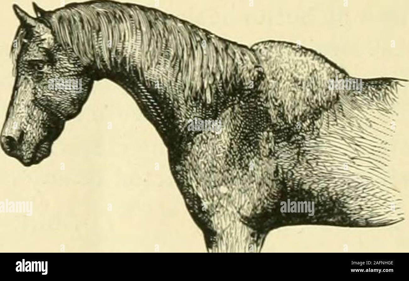 Bleivergiftung Pferd Symptome