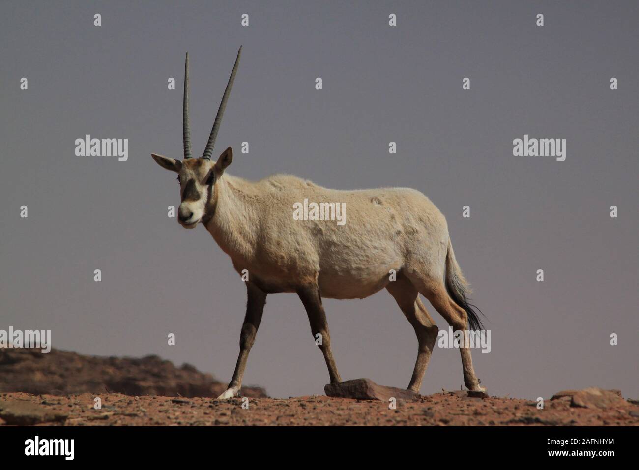 Arabische Oryx (Oryx leucoryx) Im geschützten Bereich im Wadi Rum. Die Weiße Oryx wurde in der Wildnis ausgestorben seit 1972. Die wiedereinführung Projekt für Jordanien begann, als die Environment Agency Abu Dhabi (EAD) und die Al Aqaba Special Economic Zone Authority eine Sponsorenvereinbarung im April 2007 unterzeichnet. Im Rahmen dieser Vereinbarung, EAD fördert das Projekt mit der Wiedereinführung der arabischen Oryx in das Wadi Rum geschützten Bereich, bei der Sanierung der Lebensraum und helfen, den lokalen Bewohnern, ihren Lebensstandard zu verbessern. Der Roten Liste der IUCN stuft noch die Arten als gefährdet. Stockfoto