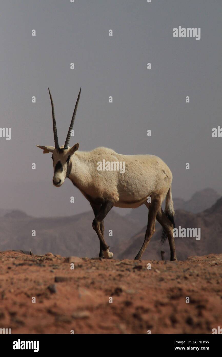 Arabische Oryx (Oryx leucoryx) Im geschützten Bereich im Wadi Rum. Die Weiße Oryx wurde in der Wildnis ausgestorben seit 1972. Die wiedereinführung Projekt für Jordanien begann, als die Environment Agency Abu Dhabi (EAD) und die Al Aqaba Special Economic Zone Authority eine Sponsorenvereinbarung im April 2007 unterzeichnet. Im Rahmen dieser Vereinbarung, EAD fördert das Projekt mit der Wiedereinführung der arabischen Oryx in das Wadi Rum geschützten Bereich, bei der Sanierung der Lebensraum und helfen, den lokalen Bewohnern, ihren Lebensstandard zu verbessern. Der Roten Liste der IUCN stuft noch die Arten als gefährdet. Stockfoto