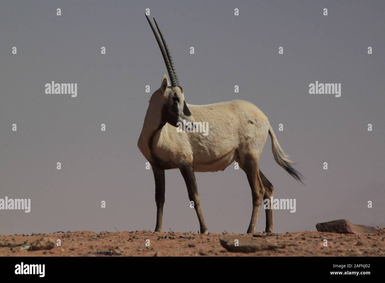 Arabische Oryx (Oryx leucoryx) Im geschützten Bereich im Wadi Rum. Die Weiße Oryx wurde in der Wildnis ausgestorben seit 1972. Die wiedereinführung Projekt für Jordanien begann, als die Environment Agency Abu Dhabi (EAD) und die Al Aqaba Special Economic Zone Authority eine Sponsorenvereinbarung im April 2007 unterzeichnet. Im Rahmen dieser Vereinbarung, EAD fördert das Projekt mit der Wiedereinführung der arabischen Oryx in das Wadi Rum geschützten Bereich, bei der Sanierung der Lebensraum und helfen, den lokalen Bewohnern, ihren Lebensstandard zu verbessern. Der Roten Liste der IUCN stuft noch die Arten als gefährdet. Stockfoto