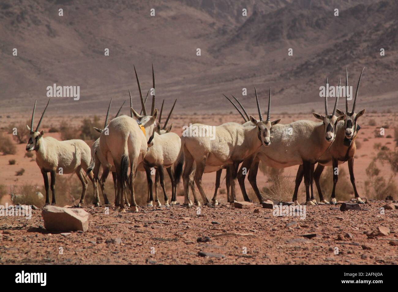 Arabische Oryx (Oryx leucoryx) Im geschützten Bereich im Wadi Rum. Die Weiße Oryx wurde in der Wildnis ausgestorben seit 1972. Die wiedereinführung Projekt für Jordanien begann, als die Environment Agency Abu Dhabi (EAD) und die Al Aqaba Special Economic Zone Authority eine Sponsorenvereinbarung im April 2007 unterzeichnet. Im Rahmen dieser Vereinbarung, EAD fördert das Projekt mit der Wiedereinführung der arabischen Oryx in das Wadi Rum geschützten Bereich, bei der Sanierung der Lebensraum und helfen, den lokalen Bewohnern, ihren Lebensstandard zu verbessern. Der Roten Liste der IUCN stuft noch die Arten als gefährdet. Stockfoto