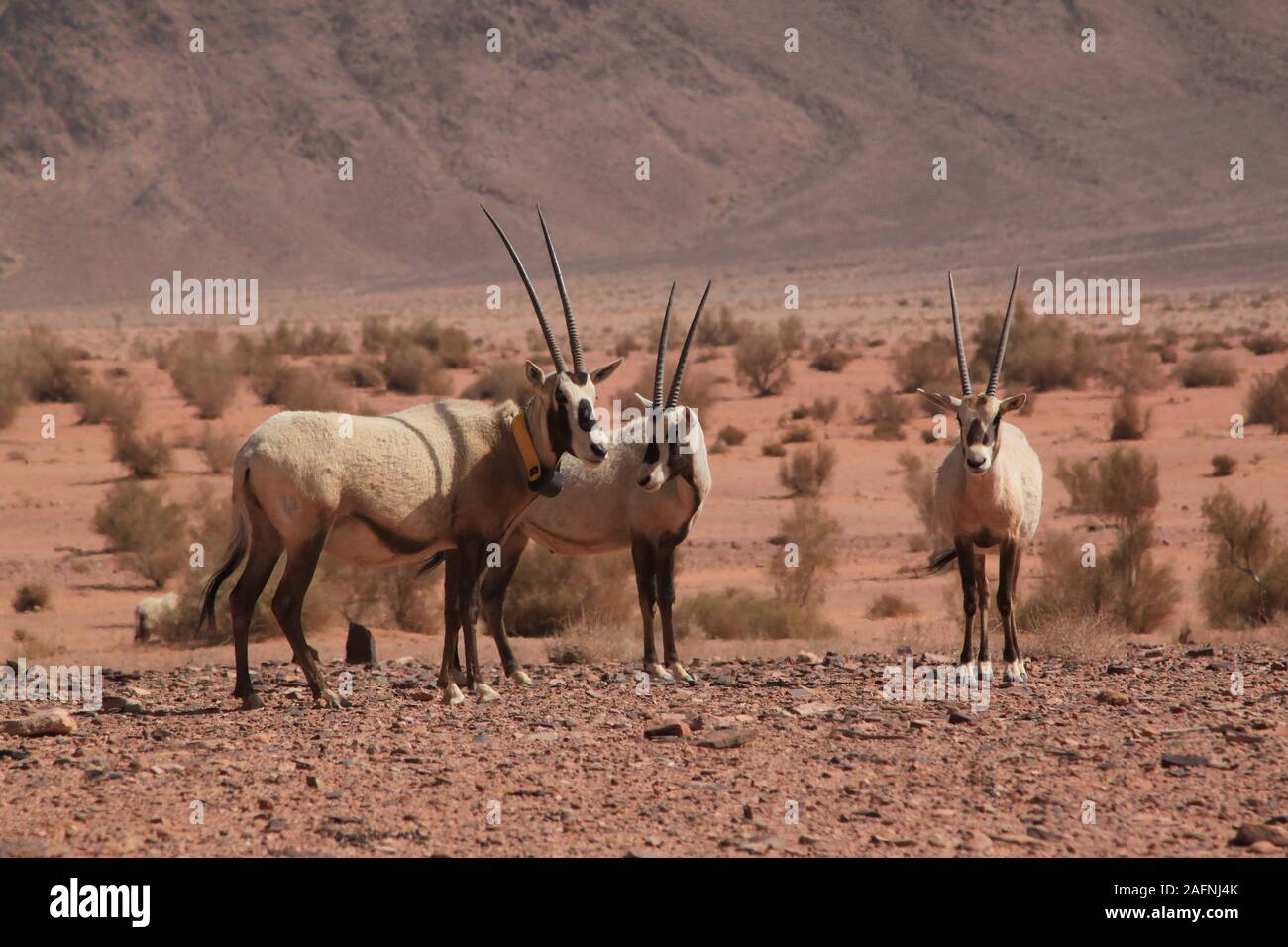 Arabische Oryx (Oryx leucoryx) Im geschützten Bereich im Wadi Rum. Die Weiße Oryx wurde in der Wildnis ausgestorben seit 1972. Die wiedereinführung Projekt für Jordanien begann, als die Environment Agency Abu Dhabi (EAD) und die Al Aqaba Special Economic Zone Authority eine Sponsorenvereinbarung im April 2007 unterzeichnet. Im Rahmen dieser Vereinbarung, EAD fördert das Projekt mit der Wiedereinführung der arabischen Oryx in das Wadi Rum geschützten Bereich, bei der Sanierung der Lebensraum und helfen, den lokalen Bewohnern, ihren Lebensstandard zu verbessern. Der Roten Liste der IUCN stuft noch die Arten als gefährdet. Stockfoto