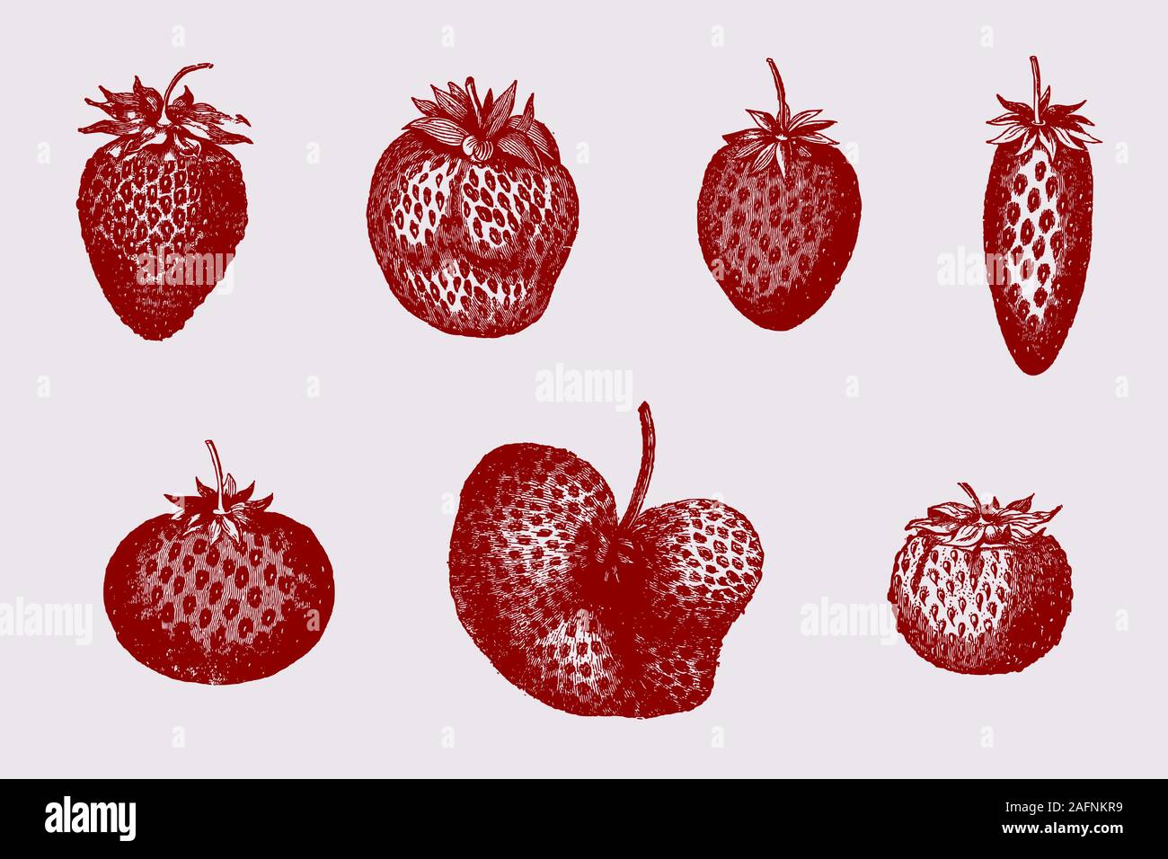 Der Garten Erdbeere Sorten in verschiedenen Formen, nach historischen Abbildungen aus dem 19. Jahrhundert Stock Vektor