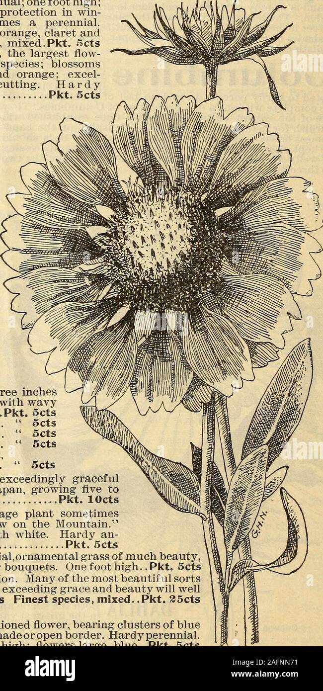 . Saatgut Jahresbericht 1903. wn wie Schnee auf dem Berg. Die Blätter sind sehr auffällige, geädert und breitrandig mit Weiß. Hardy an-nual; zwei Fuß hoch. Werk in siinny Situation Pkt. Sets PA^fUAf fle-ace (Stipapennata). Winterharte Staude, ornamental Gras von soviel Schönheit, ^^tfl ^ ich wltSoo in der Bildung von winter Blumensträuße verwendet. Onefoothigh -? -?P^r n e Flowerless Pflanzen, zu gut bekannte Beschreibung zu benötigen. Viele der schönsten sortsr CI110 kann aus Samen (Sporen) nur propagiert werden. Ihre Überschreitung Anmut und Schönheit wird wellrepay alle Pflege, die Ihnen geschenkt. Gut gemischt. . Pkt. SOcts feinsten Arten, m Stockfoto
