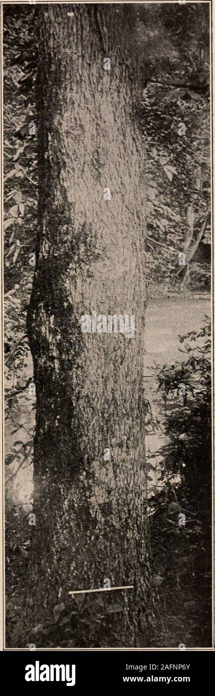 . Handbuch der Bäume im nördlichen Staaten und Kanada östlich der Rocky Mountains. Foto - beschreibend. Schwein - MUTTER HICKORY. Hicoria glabra (Mill.) Britt.^ Stockfoto