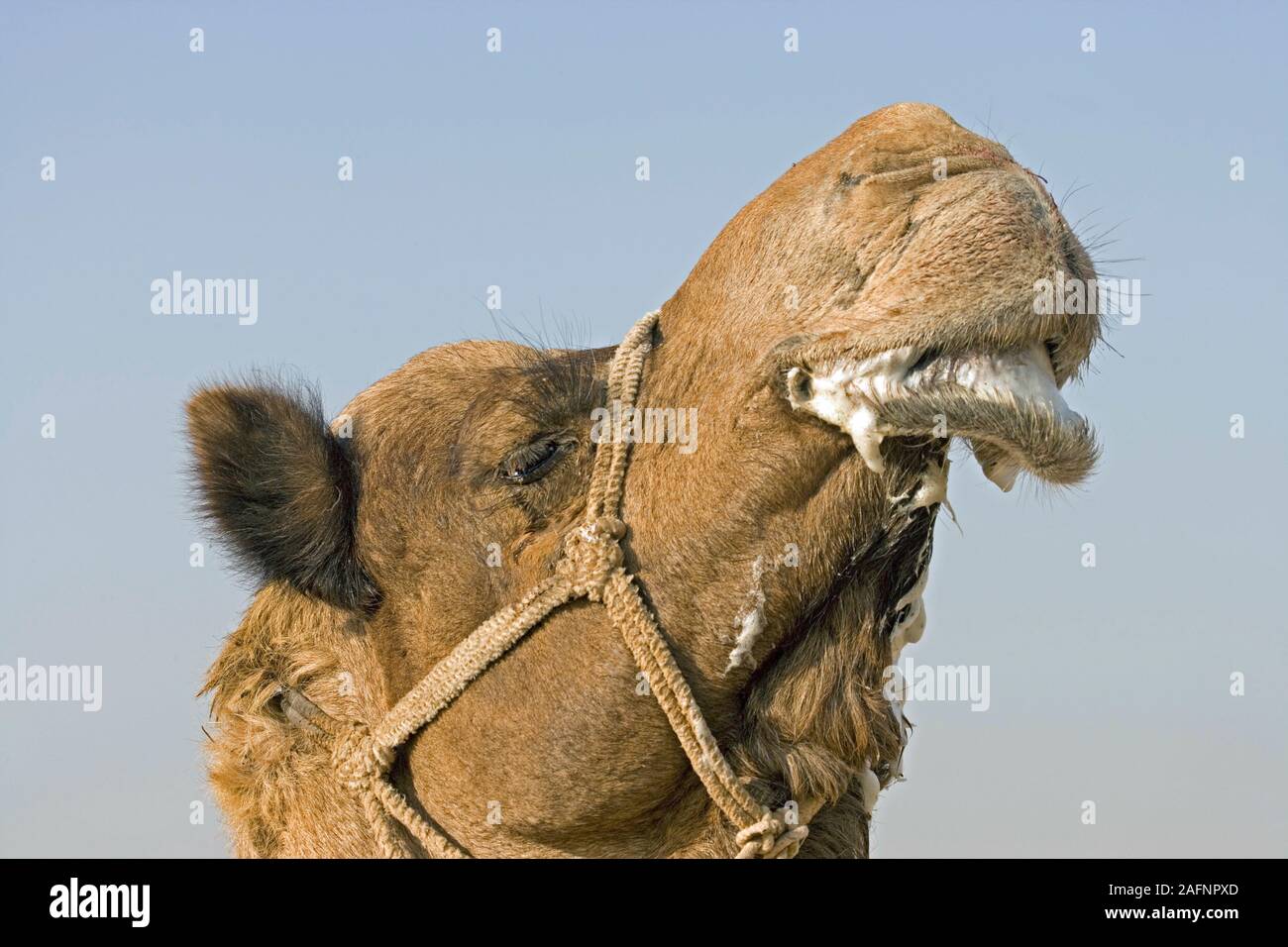 Dromedar oder arabisches Kamel Camelus dromedarius im Inland. Speichel sabbern aus auch die Unterlippe zeigt ein Männchen in der Zucht Zustand. Wüste Thar, Stockfoto