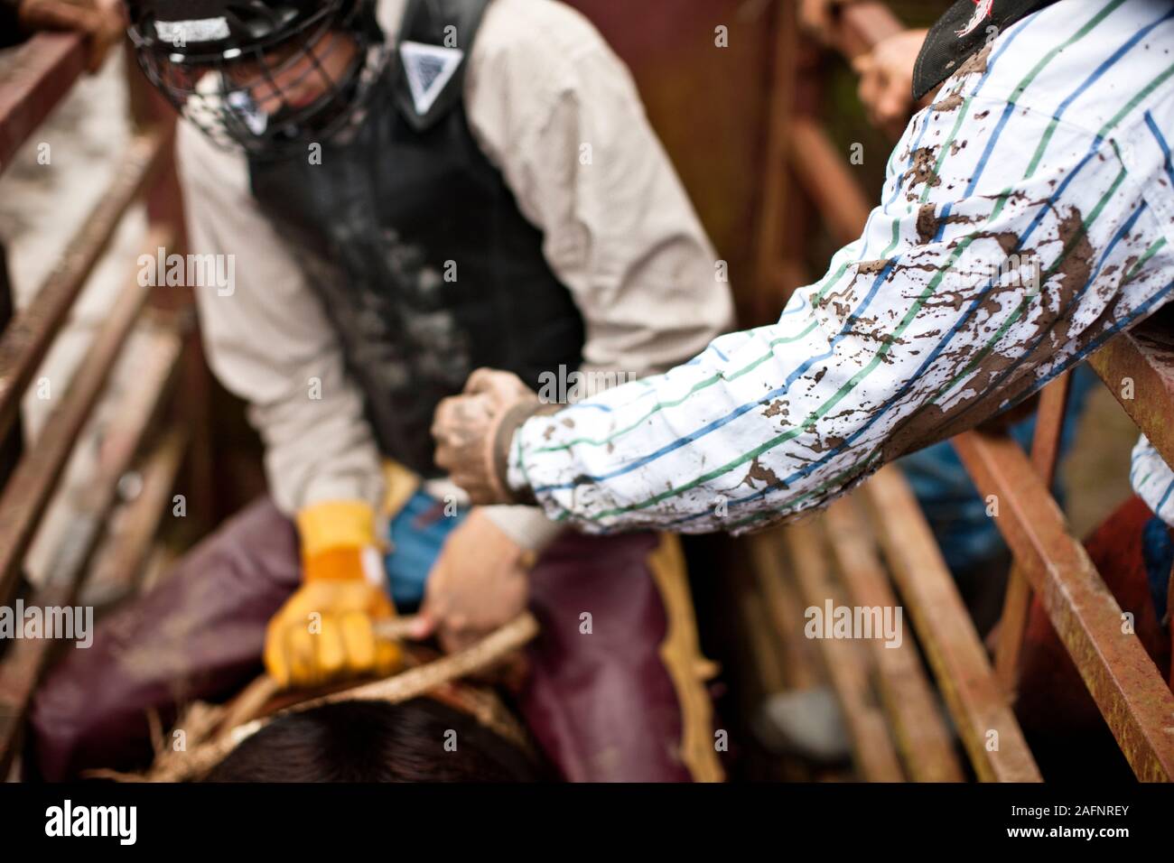 Rodeo Reiter sitzen auf Stier im Käfig, Vorbereitung zu beginnen. Stockfoto