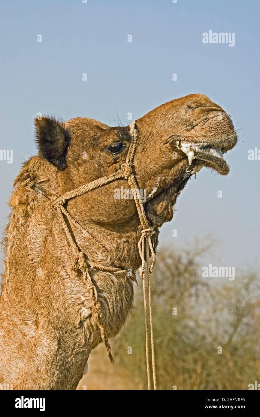 Dromedar oder arabisches Kamel Camelus dromedarius im Inland. Speichel sabbern aus auch die Unterlippe indictes ein Rüde in der Zucht Zustand. Wüste Thar, R Stockfoto