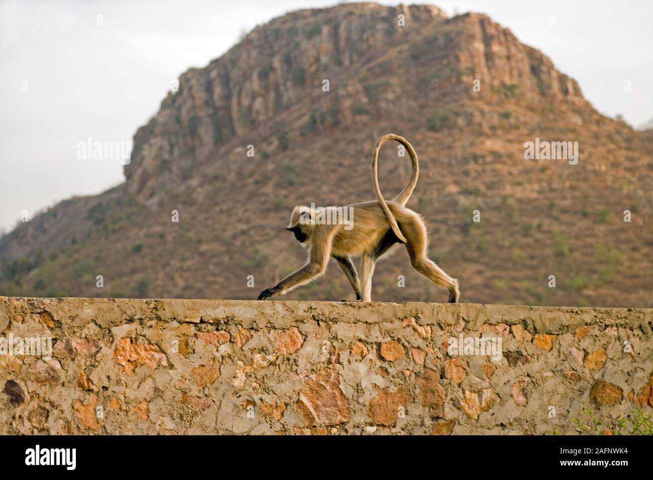 NORTHERN PLAINS GRAU LANGUR Semnopithecus entellus entlang der Wand Ranthambhore, Indien. Stockfoto