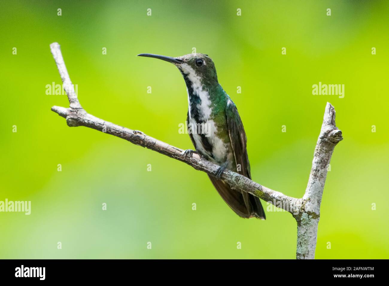 Weiblich Black-throated Mango Kolibri (Anthracothorax nigricollis) hocken in Darien, Panama. Stockfoto