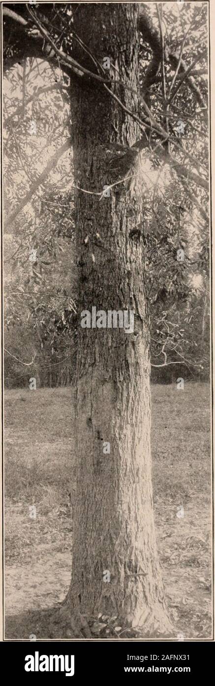 . Handbuch der Bäume im nördlichen Staaten und Kanada östlich der Rocky Mountains. Foto - beschreibend. PECAN. Ilicovia Pecan (Marsh.) Britt.^ Stockfoto