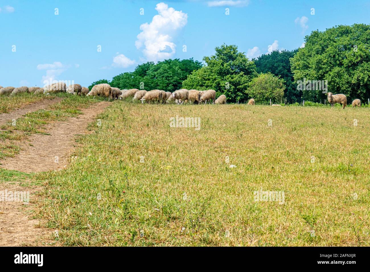 Eine Herde Schafe auf einer Wiese gegen Weiße bewölkter Himmel Stockfoto