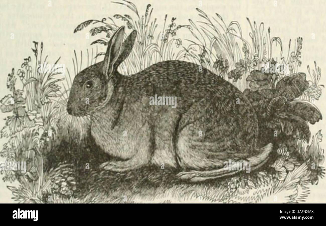 Gallia narbonensis Fotos und Bildmaterial in hoher Auflösung Alamy